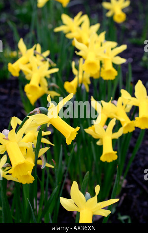 NARCISSUS PEEPING TOM AGM Stock Photo