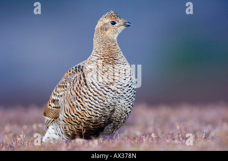 A female black grouse, or greyhen, standing on the lek, in the Cairngorms, Scotland. Stock Photo