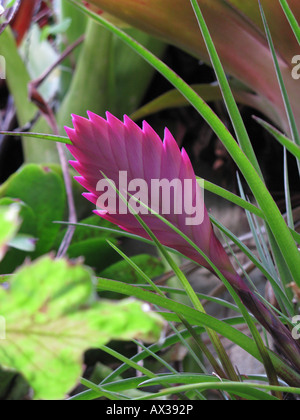 Tillandsia cyanea, Bromelia flower closeup Stock Photo