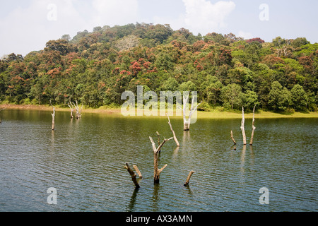 Periyar Lake, Periyar Wildlife Sanctuary, Thekkady, near Kumily, Kerala, India Stock Photo