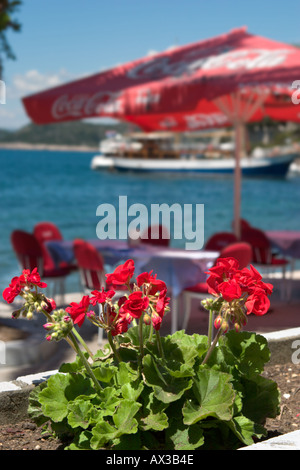Geraniums in seafront cafe, Lopud, Elaphite Islands (Elaphites), Dubrovnik Riviera, Dalmatian Coast, Croatia Stock Photo