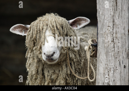 A Cotswold Sheep from the famous Shakespeare flock England UK Stock Photo