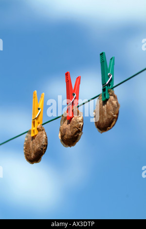 Round used teabags hung out to dry pegged to a washing line using green red and yellow pegs with blue sky & fluffy white clouds Stock Photo