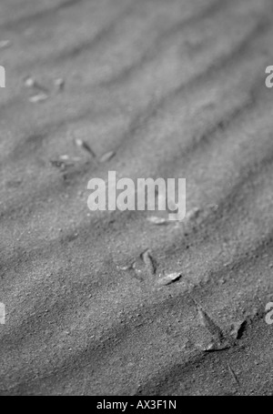 Black and white image of bird footprints on sandy beach Stock Photo