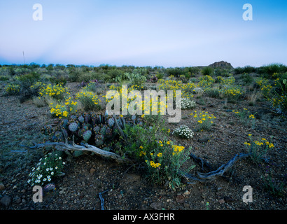 Desert in bloom with Paper Flower Plains Black foot Big Bend National Park Texas USA Stock Photo