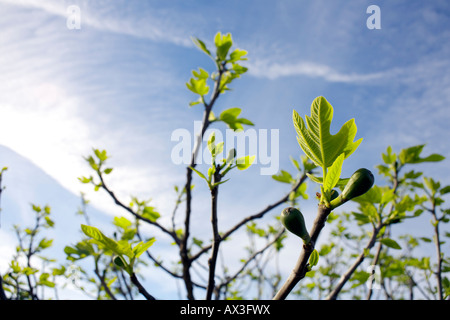 Common Fig (ficus carica) young leaves and fruit, March Stock Photo