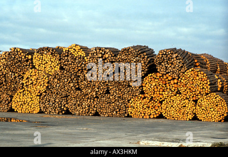 Caption CHILE LOGGING AND DEFORESTATION IN THE SOUTHERN FORESTS Photo Julio Etchart Stock Photo