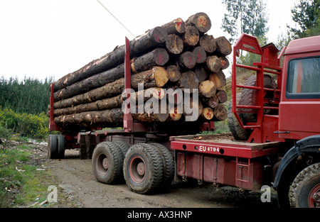 Caption CHILE LOGGING AND DEFORESTATION IN THE SOUTHERN FORESTS Photo Julio Etchart Stock Photo