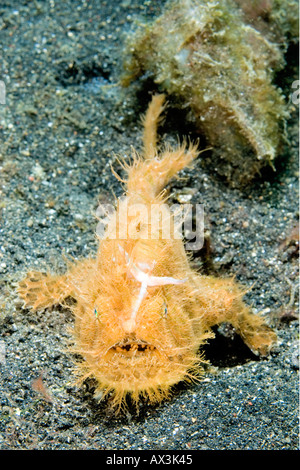 Striped Hairy Frogfish Antennarius striatus of Lembeh Straits Indonesia Stock Photo