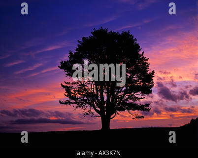 Mugo Pine Swiss Mountain Pine Pinus mugo at sunset Oberaegeri Switzerland Stock Photo