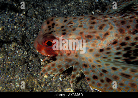 Flying Gurnard Dactyloptena orientalis flying in the shallows of Lembeh Straits Indonesia Stock Photo
