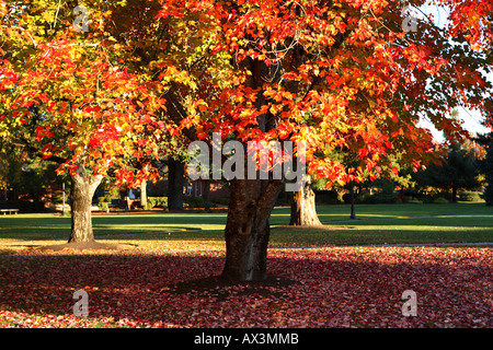 Trees in Fall Colors Stock Photo