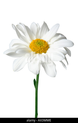 Daisy Stock Photo