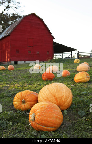 Pumpkin Patch and Red Barn Stock Photo