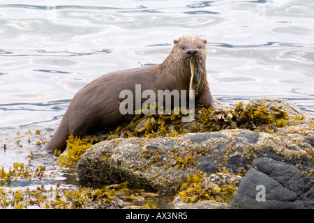 Sea Otter eating a halibut fish in Alaska Stock Photo