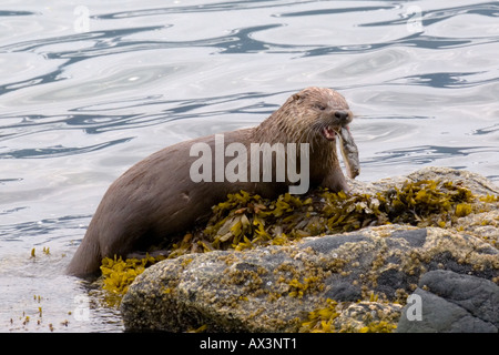 Sea Otter eating a halibut fish in Alaska