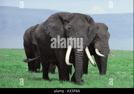Mature bull elephants carrying fine ivory Ngorongoro Crater Tanzania East Africa Stock Photo
