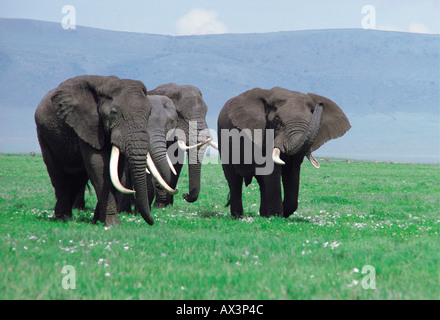 Four mature bull elephants carrying fine ivory Ngorongoro Crater Tanzania East Africa Stock Photo