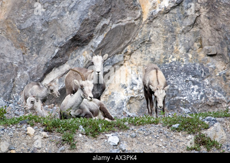 Stone Sheep laying on hillside near Jasper National Park in Canada Stock Photo