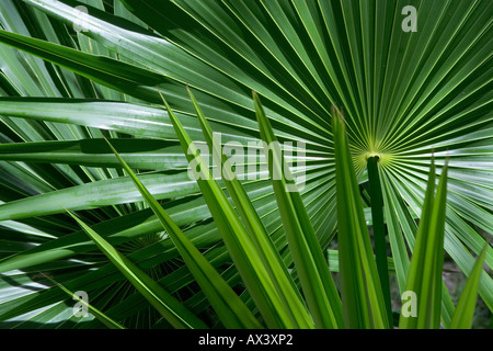 Tropical palm leaves up close in Florida USA Stock Photo