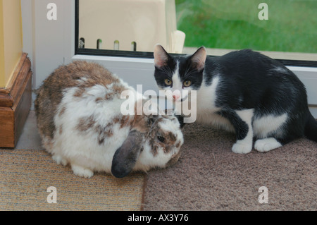 Kitten & Adult Lop Eared Rabbit Stock Photo
