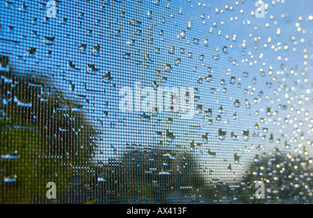 raindrops on window screen at sunrise Stock Photo
