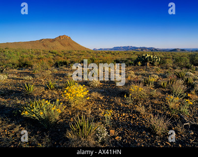 Desert in bloom with Paper Flower Plains Black foot Big Bend National Park Texas USA Stock Photo