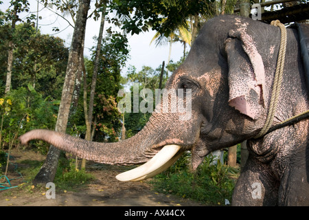 Asian elephant waving trunk, Kerala, India Stock Photo