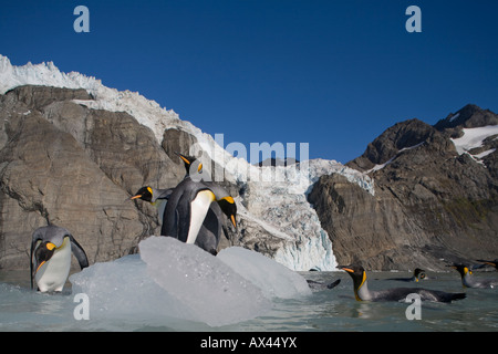 Antarctica South Georgia Island UK King Penguins Aptenodytes patagonicus by iceberg calved from glacier Stock Photo