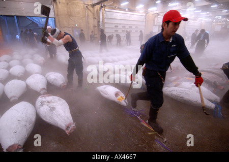 Tsukiji fish market in Tokyo, Japan Stock Photo - Alamy