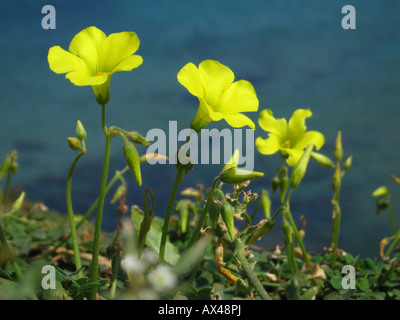 Bermuda buttercup flowers (Oxalis pes-caprae). Algerian coast between Tipasa and Bou Haroun at the west of Algiers, north Africa Stock Photo