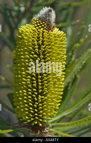 Slender Banksia (Banksia attenuata) inflorescence in bud, Fitzgerald River N.P., Western Australia Stock Photo