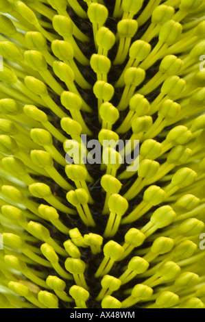 Slender Banksia (Banksia attenuata) inflorescence in bud, close-up, Fitzgerald River N.P., Western Australia Stock Photo