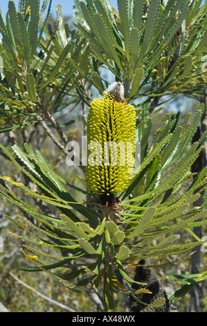 Slender Banksia (Banksia attenuata) inflorescence in bud, Fitzgerald River N.P., Western Australia Stock Photo