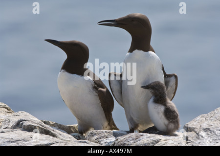 Guillemot (Uria aalge) family group Farne Islands Northumberland Coast England UK June Stock Photo