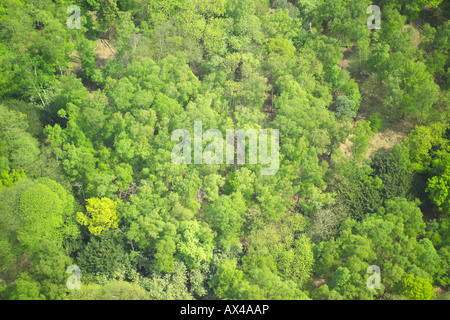 Aerial view of woodlands consisting of Deciduous Trees Stock Photo