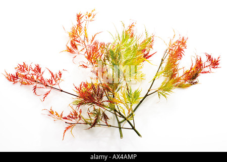 Twig of Japanese Maple (Acer palmatum dissectum), close-up Stock Photo