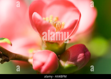 Macro of Quince blossom Stock Photo