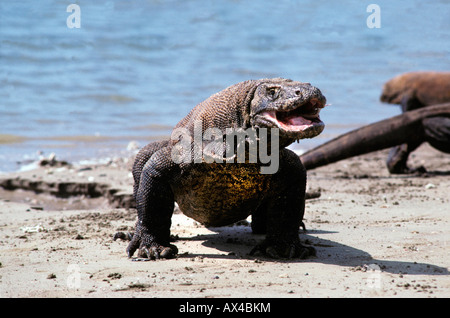 Portrait De Varan De Komodo Indon Sie Komodo Dragon In Natural ...