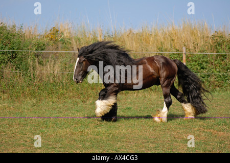 Irish Tinker Pony, Bavaria, Germany Stock Photo