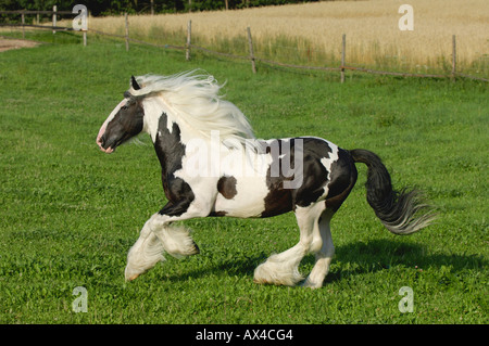 Irish Tinker Pony, Bavaria, Germany Stock Photo