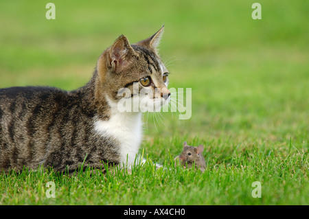 Cat and Mouse Stock Photo