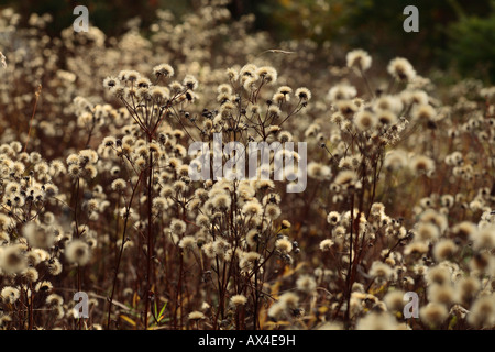 Smooth Hawksbeard (Crepis capillaris) seedheads. Powys, Wales. Stock Photo