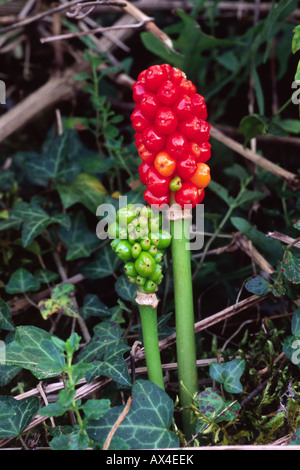 Berries of Lords and Ladies or Cuckoo Pint (Arum maculatum). On the Causse de Gramat, Lot region, France. Stock Photo