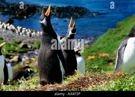 Eselspinguin Gentoo Penguin Pygoscelis papua displaying pair animals Antarctica Antarktis aquatic Aves Balz Balzverhalten behavi Stock Photo