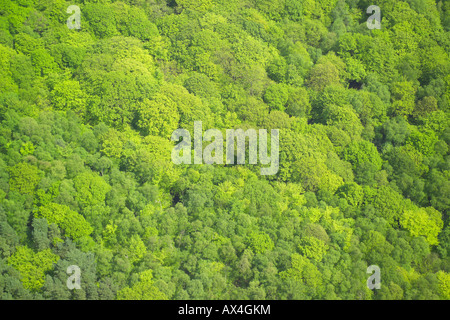 Aerial view of woodlands consisting of Deciduous and Coniferous Trees Stock Photo