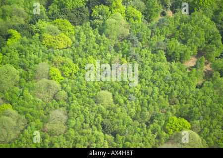 Aerial view of woodlands consisting of Deciduous and Coniferous Trees Stock Photo
