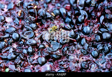 Crushed Grapes with bee, Napa Valley, California, USA Stock Photo