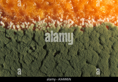 Thin marginal white mycelium of blue mould Penicillium italicum on a satsuma fruit Stock Photo