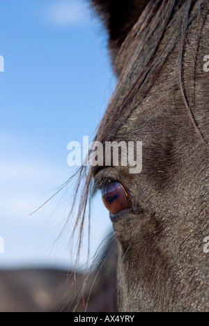 vertical closeup black horse face with eye and black mane on forelock Stock Photo